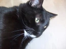 lulu