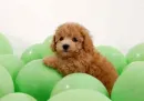 Balloons and puppy