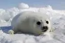 Baby Seal