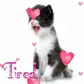 Tired Kitten