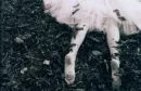 Feet of an angel