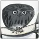 dark owl