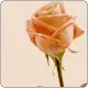 rose avatar