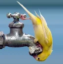 Thristy?