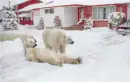 Polar Bears
