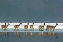 Deer X-ing