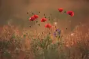 Very Pretty