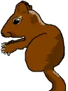 Squirrle