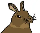 Bunny.