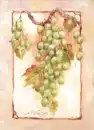 Grape Vine