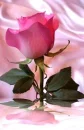 Pink Rose
