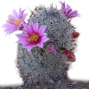 Blooming Cactus