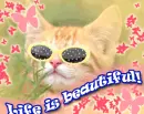 cute cat