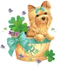 cute doggy