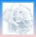 White Rose