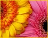Flowers - Gerber Daisies