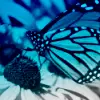 Butterfly on Flower