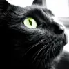 Cat Looking Up