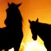 Two Horses in the Sunset