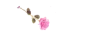 Rose Pen Light Pink - Candy