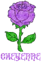 Cheyenne Purple Rose