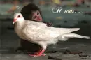 It was Dove at First Sight