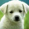 puppy!
