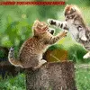 kittens!