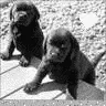 Puppies