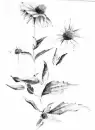 daisys