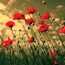 poppies