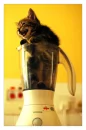 kitty blender