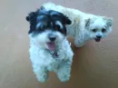 My puppys