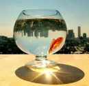 Goldfish