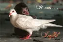 Dove at First Sight (Request) for Ingrid