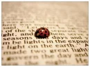 ladybug on book