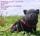 Little pig and vegetarian quotes