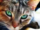 BrambleClaw