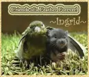 Birds of a Feather Forever 4 Ingrid