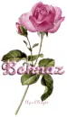 pink rose behnaz