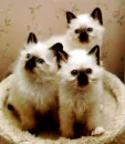 cute as a button