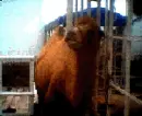 camel eating