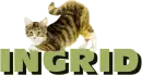 cat on name Ingrid
