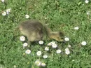 Gosling