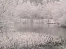 pond