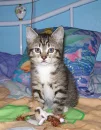 kitty kitty cat