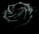 blackrose