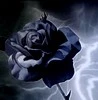 black rose