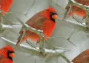 Cardinal tile
