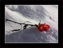 a rose in the snow